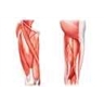 Muscles et tendons de la cuisse